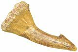 Fossil Sawfish (Onchopristis) Rostral Barb - Morocco #366703-1